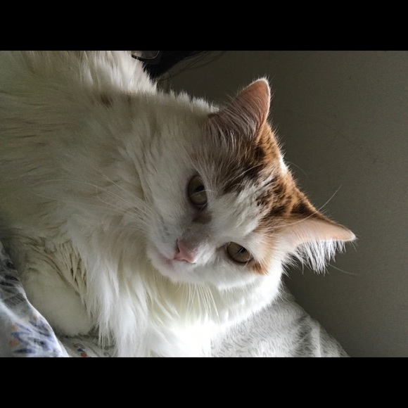 Meet your Posher, Kayla - Picture 1 of 1